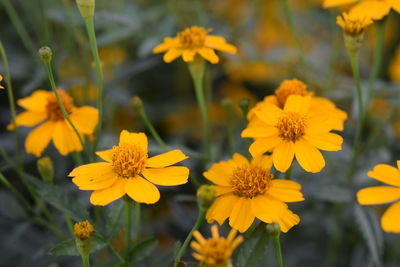 Close-up of yellow flowers blooming outdoors