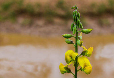 Close-up of plant