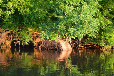 Plants in the lake