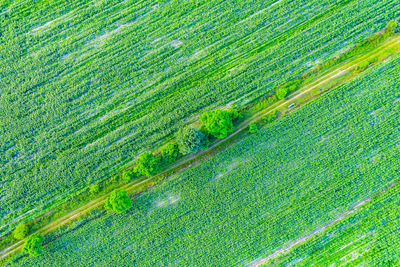 High angle view of grass