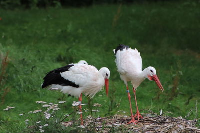 Birds in a field