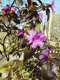 Close-up of pink flowers blooming on tree