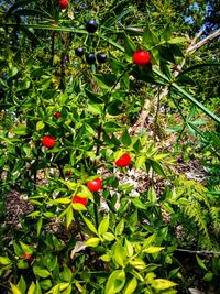 Close-up of red berries growing on tree