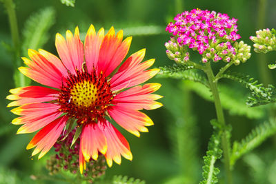 Close-up of pink flower in park