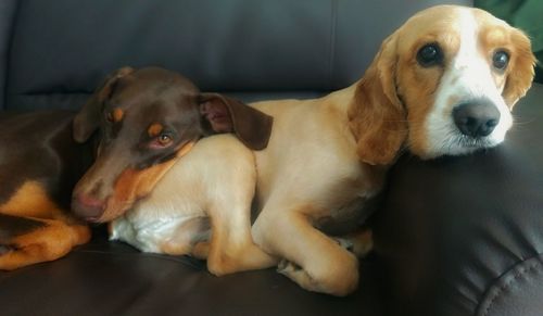 Close-up portrait of dog relaxing at home