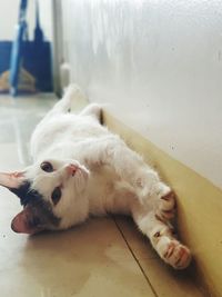 Dog lying down on floor