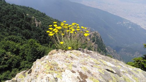 High angle view of yellow flowering plants on mountain