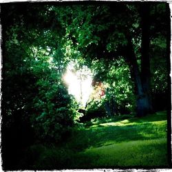 Sun shining through trees