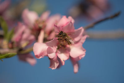 Low angle view of bee pollinating on pink flower