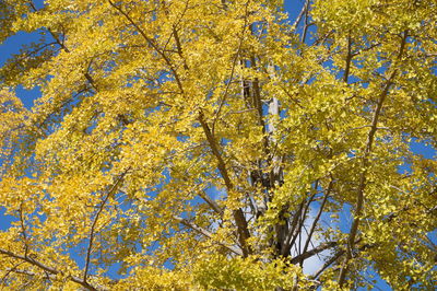 Low angle view of yellow flower tree