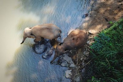High angle view of ducks in water
