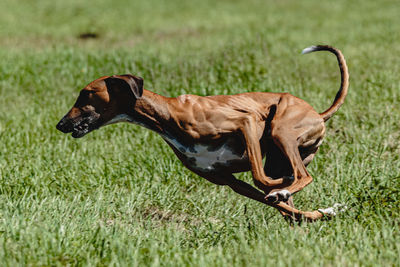 Azawakh dog lifted off the ground during the dog racing competition running