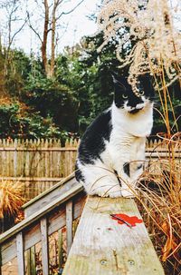 Close-up of cat on tree