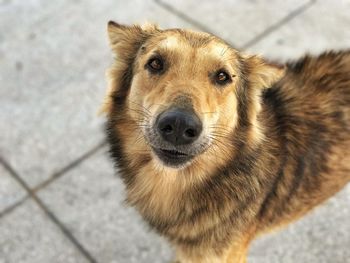 Close-up portrait of golden retriever on floor