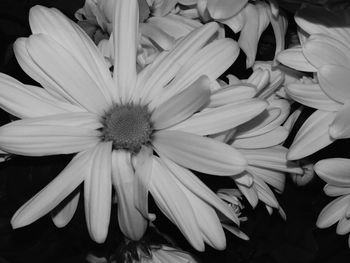 Close-up of flowers