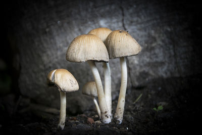 Close-up of mushrooms on ground