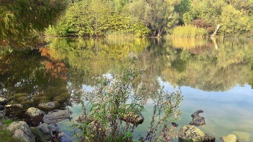 Reflection of trees in lake