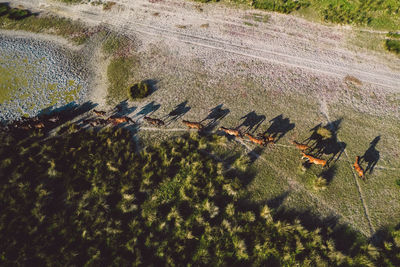 High angle view of plants on land