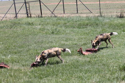 Dogs on field