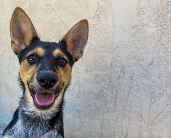 Close-up portrait of dog
