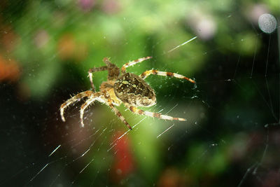 Close-up of spider on web