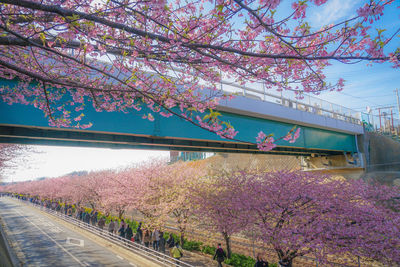 Cherry blossoms in spring against sky