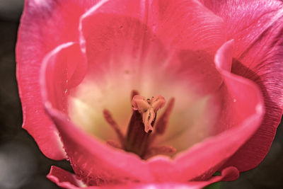 Macro shot of pink rose flower petal