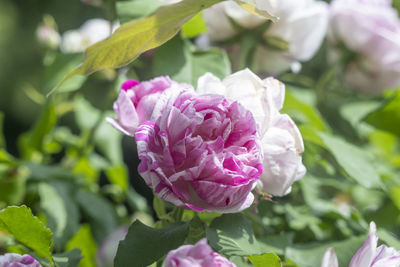 Close-up of pink rose flower