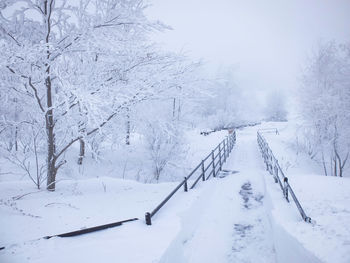 Snow covered land against trees during winter