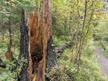 View of tree trunk in forest