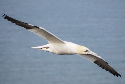 Close-up of seagull flying over sea