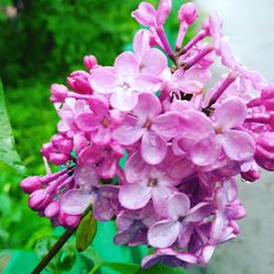 Close-up of pink flowers blooming outdoors