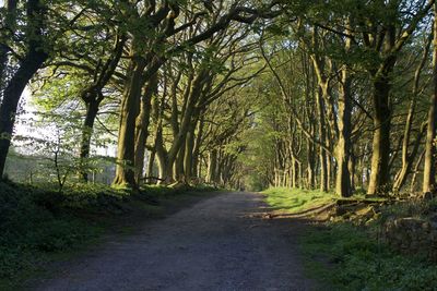 Empty road amidst trees