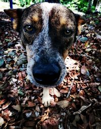 Close-up portrait of a dog on field