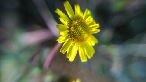 Close-up of yellow flower