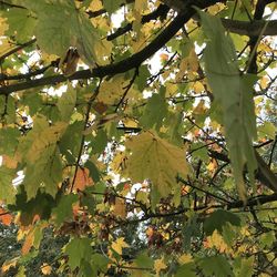 Low angle view of tree