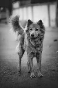 Portrait of dog standing on street in city