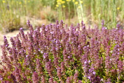 Close-up of purple flowering plants on field