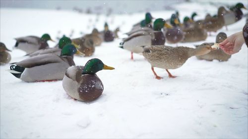 Close-up of birds in snow