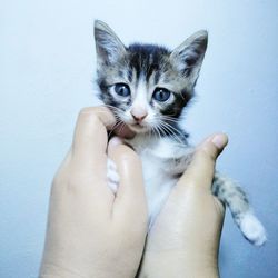 Close-up of hand holding kitten