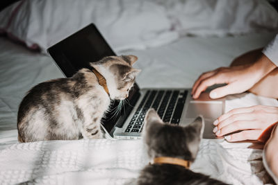 Freelance, work from home. cat play with laptop. little kitten looking the laptop while its female