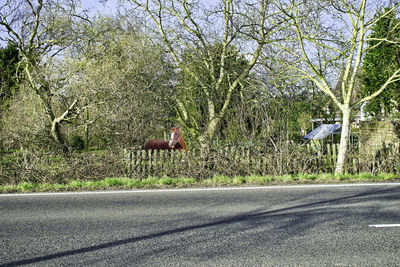 Road by trees against sky