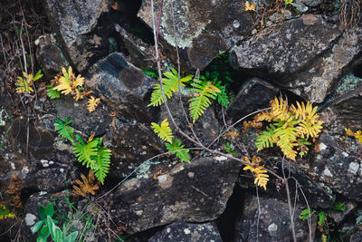 High angle view of plants growing on rocks