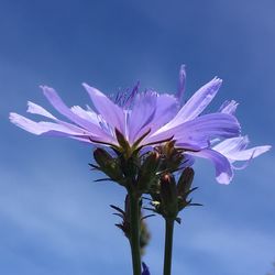 Low angle view of purple flower blooming against sky