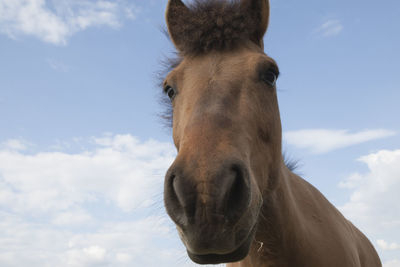 Low angle view of horse against sky