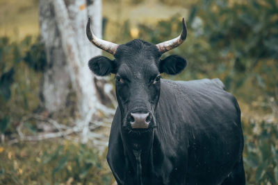 Portrait of a horse