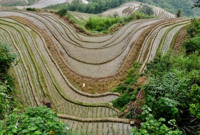 High angle view of agricultural field