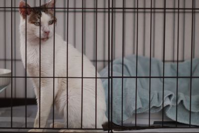Cat sitting in cage