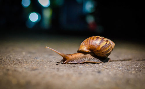 Close-up of snail on road at night
