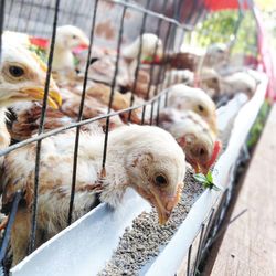 Chickens in cage at farm